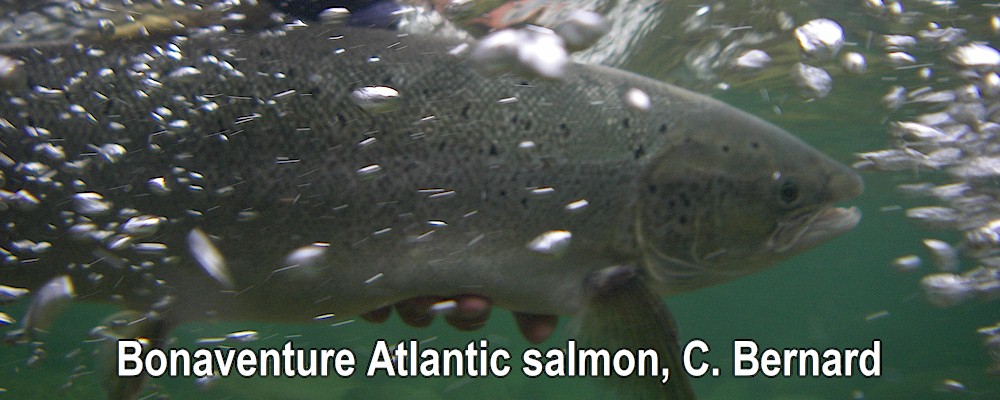 Bonaventure Atlantic salmon, C. Bernard