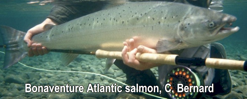 Bonaventure Atlantic salmon, C. Bernard